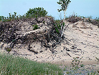a blown-out dune area