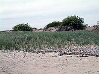 beach grasses covering the dunes