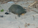 Blandings Turtle
