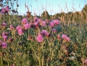 Canada Thistle